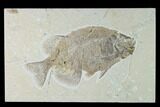 Bargain Phareodus Fish Fossil - Uncommon Species #138583-1